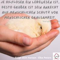 Tierkommunikation - Tierpsychologie - Elke Peters - Tiercoaching
